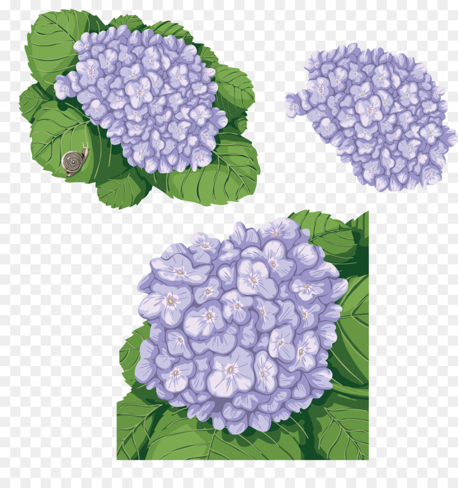 Hortensia Francesa，Flor PNG