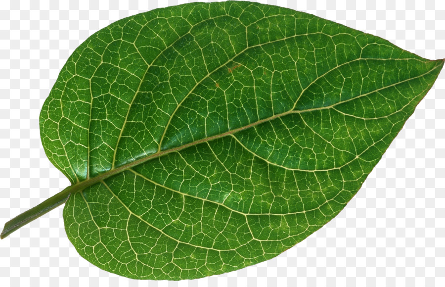Hoja，Paquete Vascular PNG