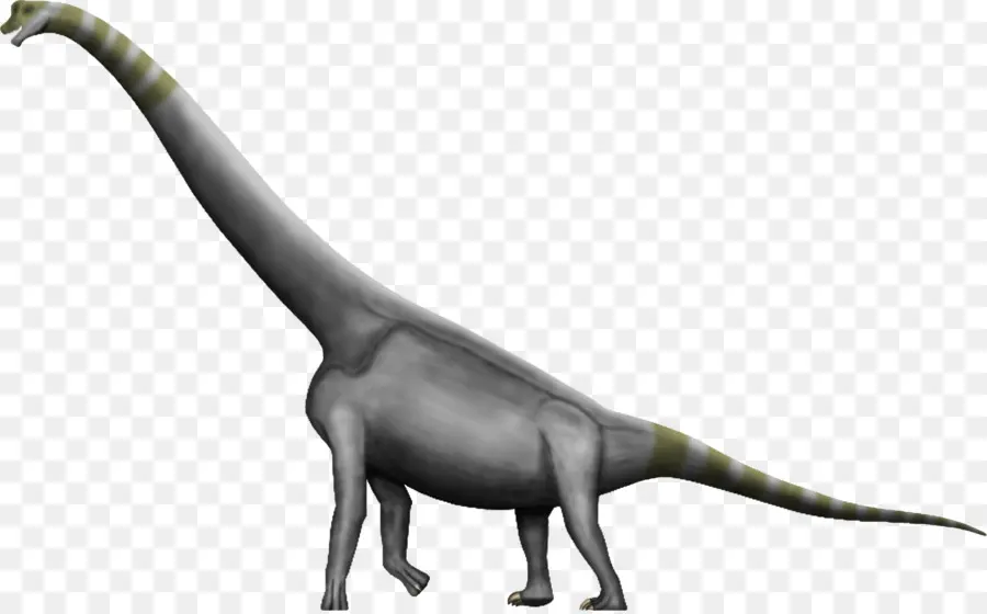 Brachiosaurus，Argentinosaurus PNG