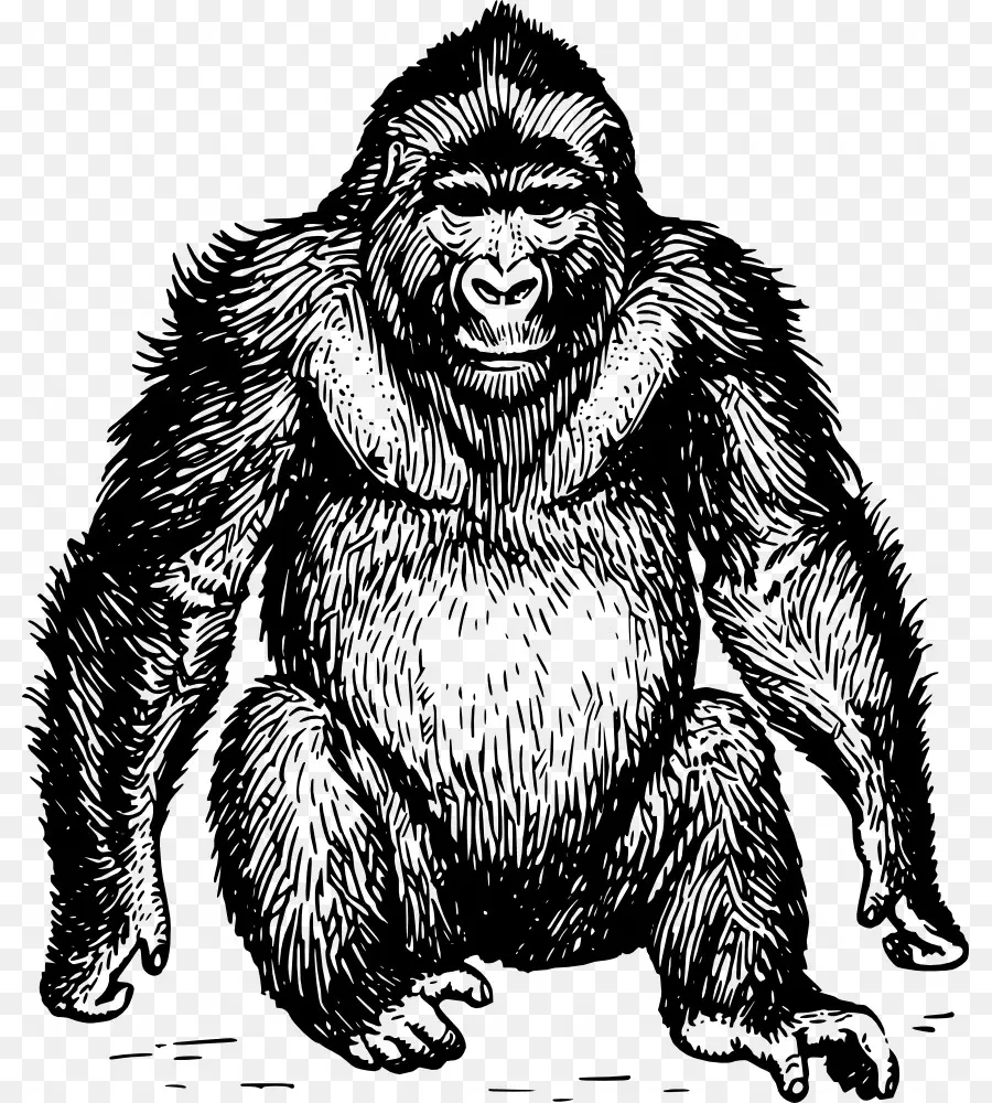 Ape，Gorila PNG