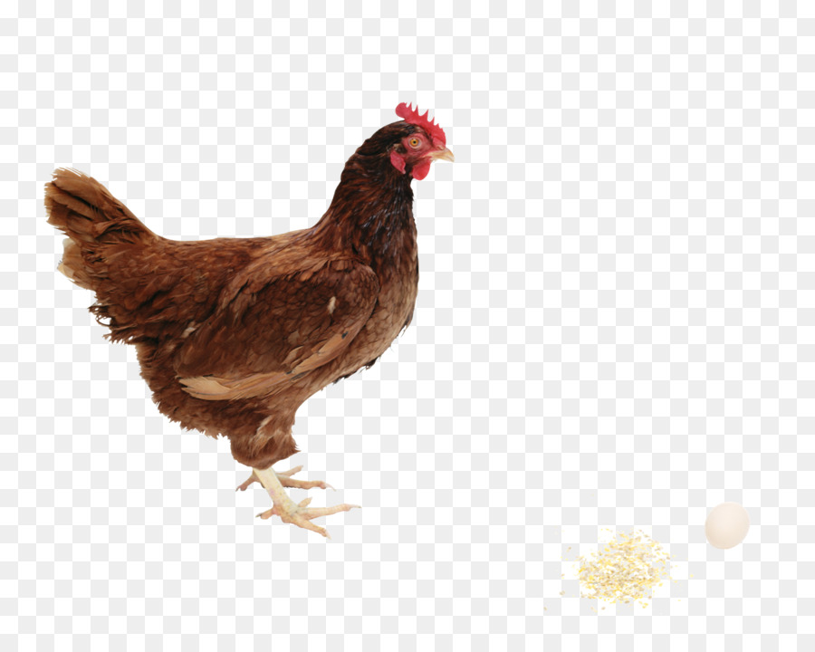 Pollo，El Pollo Frito PNG