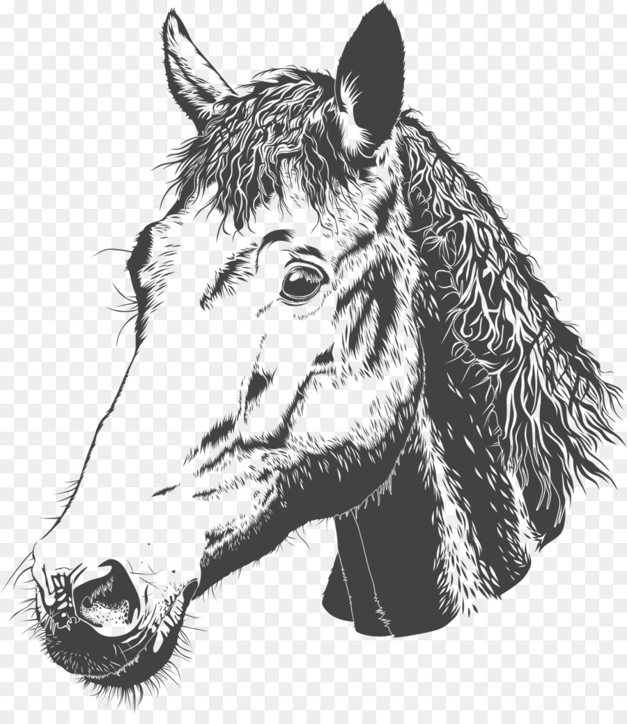 Caballo，La Cría De Caballos PNG