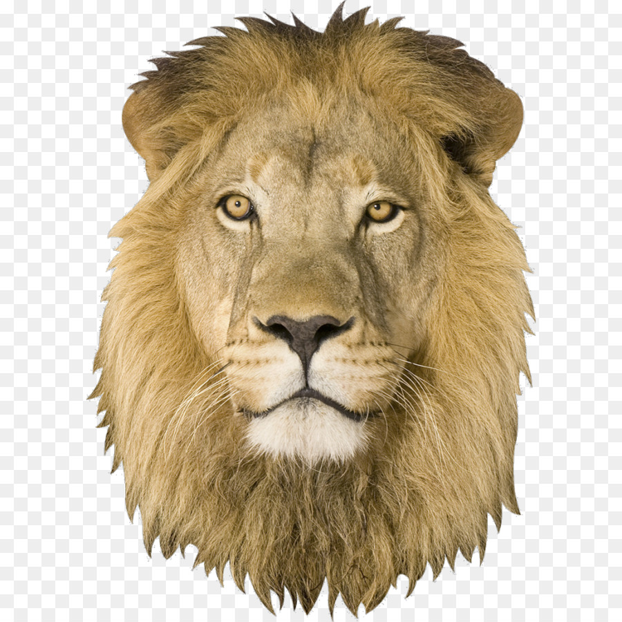 Tigre，White Lion PNG