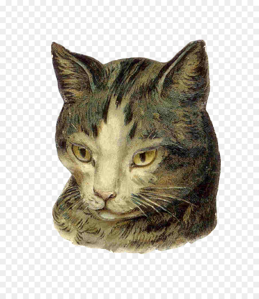 Gato，Gatito PNG