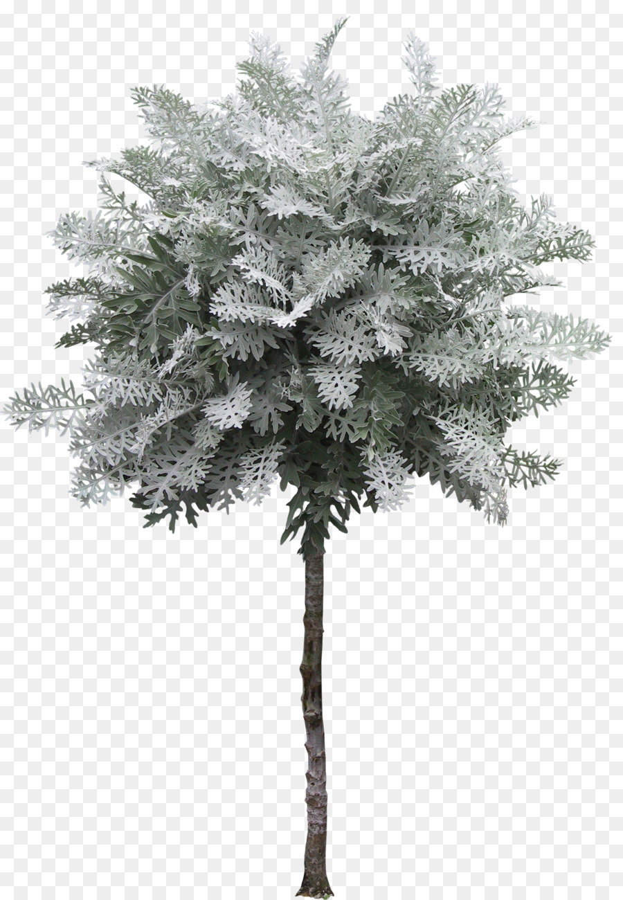 árbol，Arbusto PNG