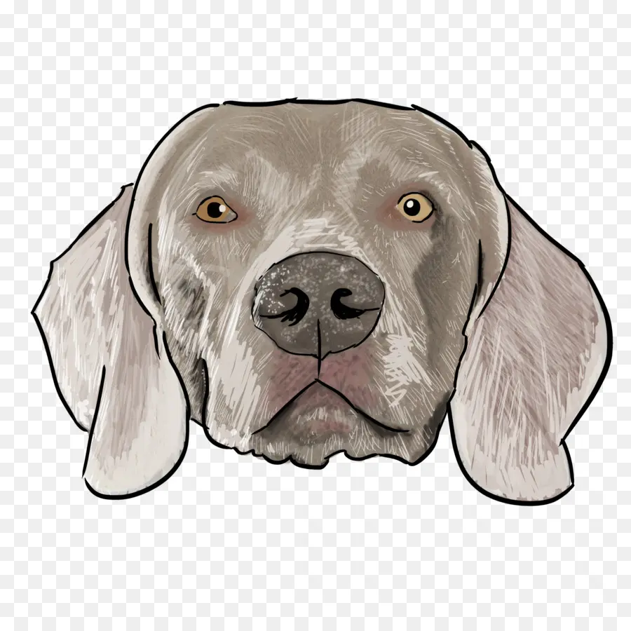 Weimaraner，Raza De Perro PNG