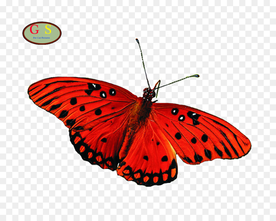 Mariposa，Marrón PNG