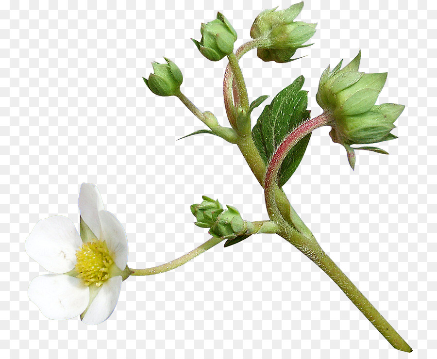 Nelumbo Nucifera，Flor PNG