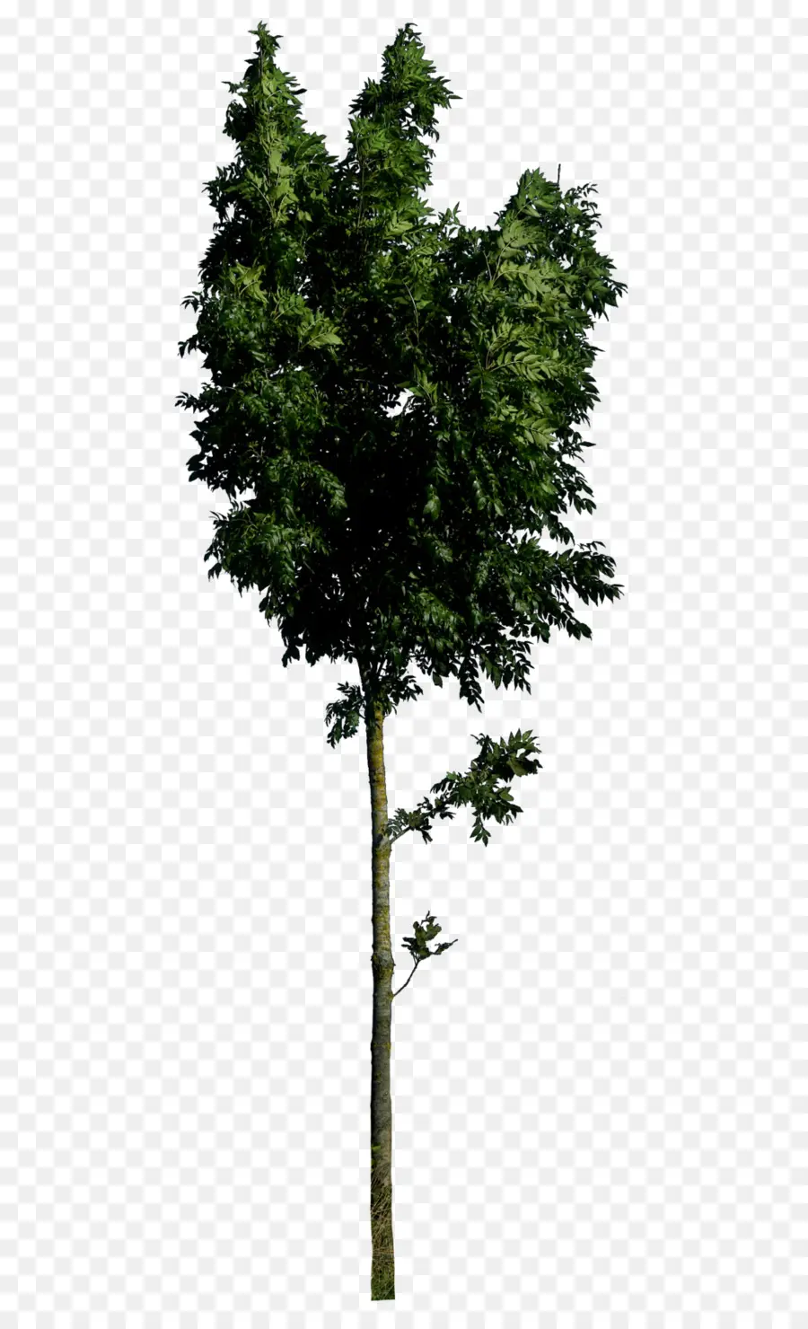 Árbol，Planta PNG