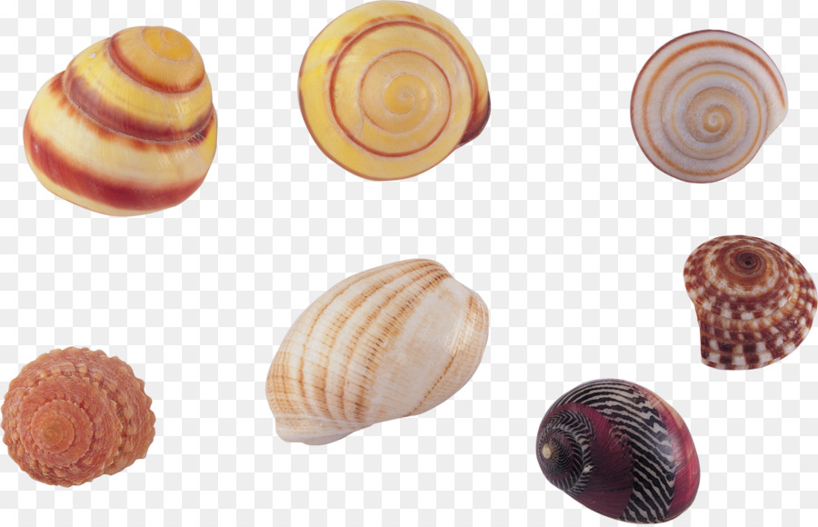 Concha，Caracol De Mar PNG