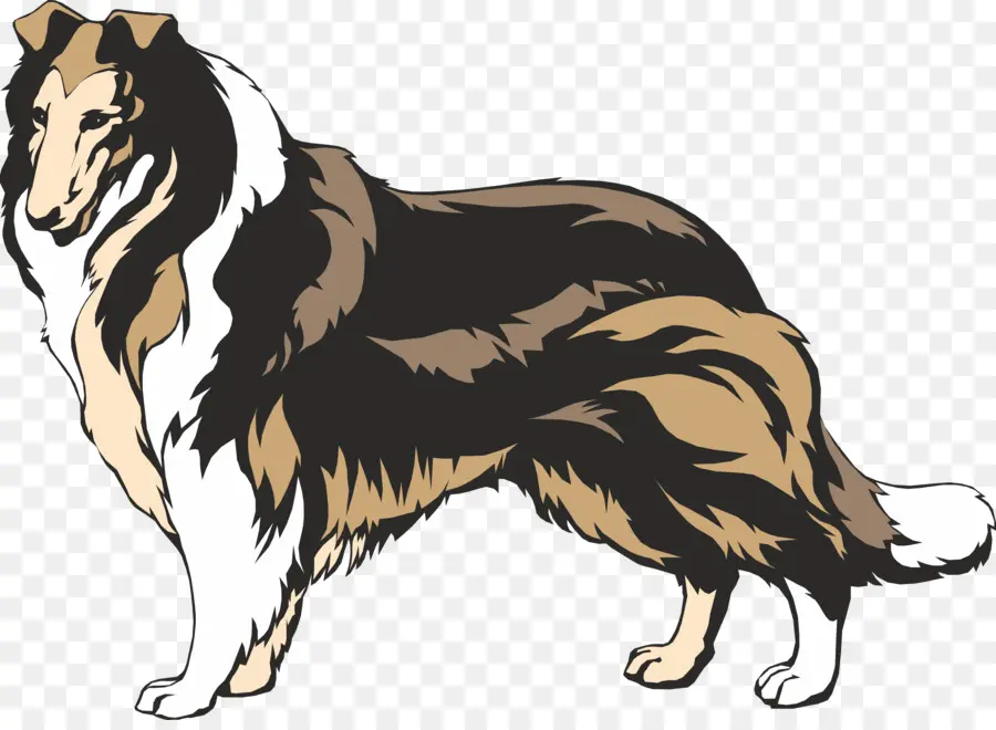 Rough Collie，Border Collie PNG