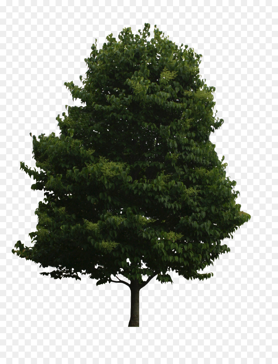 Abeto，árbol PNG