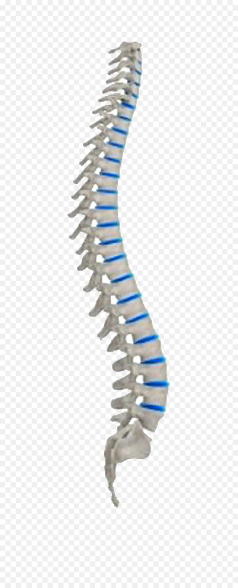 La Columna Vertebral，Neutral De La Columna PNG