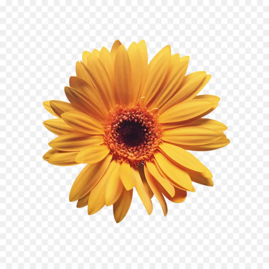 Flor，Amarillo PNG