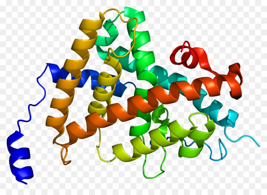 Estructura De La Proteína，Biología PNG