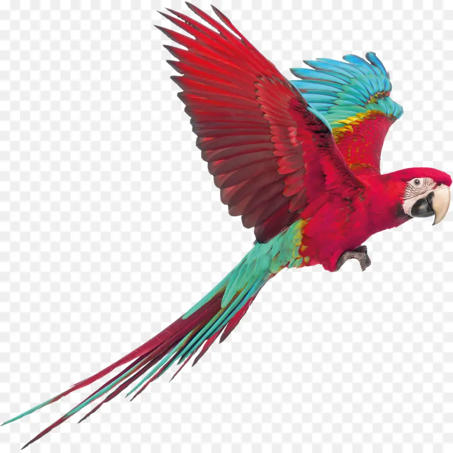 Guacamayo，Perroquet PNG