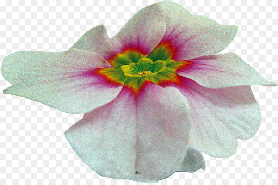 Flor，Florecer PNG