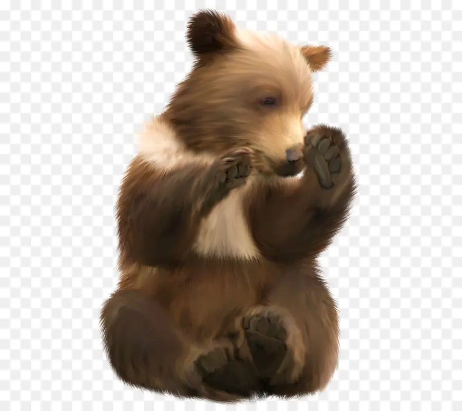 Oso，Oso Pardo PNG