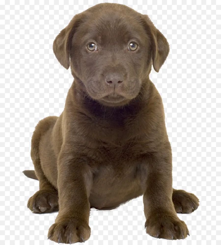 Labrador Retriever，Cachorro PNG