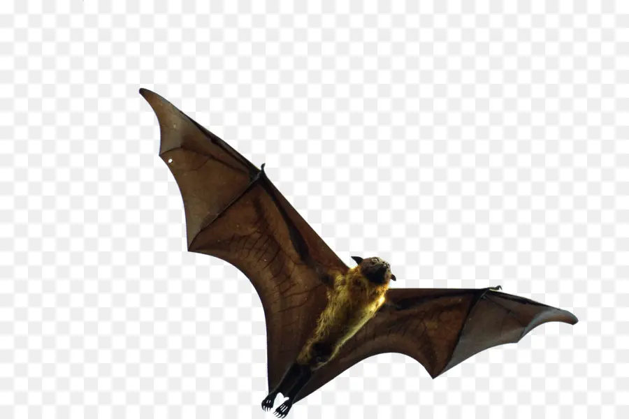 Bat，Los Zorros Voladores PNG