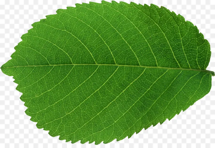 Hoja，Verde PNG