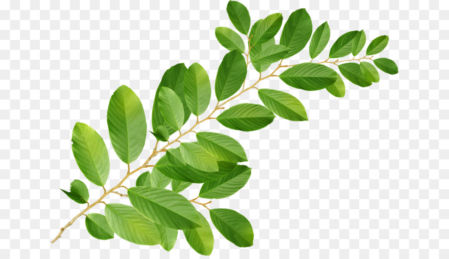 Hoja Dorada，Planta PNG