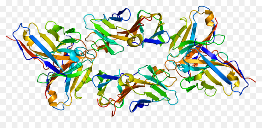 Tcell Glicoproteína De Superficie Cd3 Cadena Epsilon，Cd3 PNG