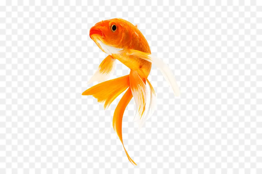 Koi，Mariposa Koi PNG