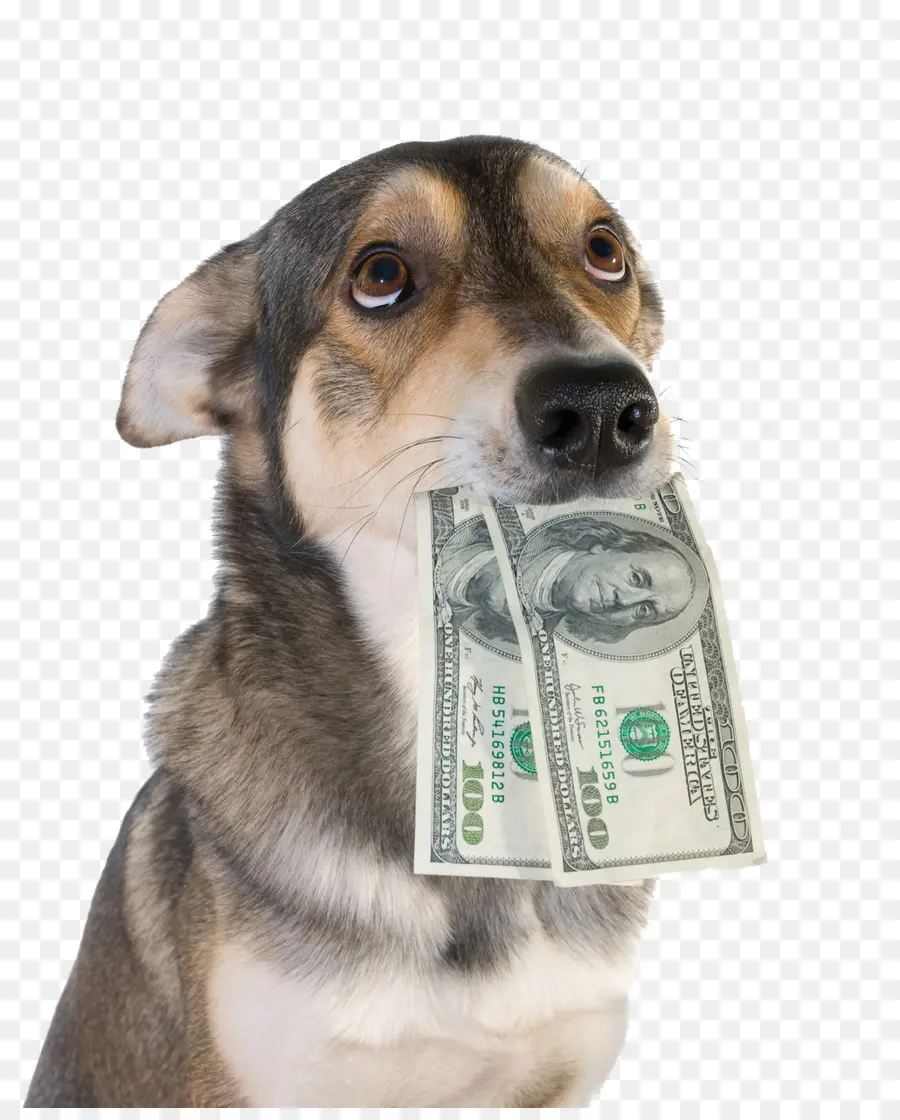 Perro，Dinero PNG