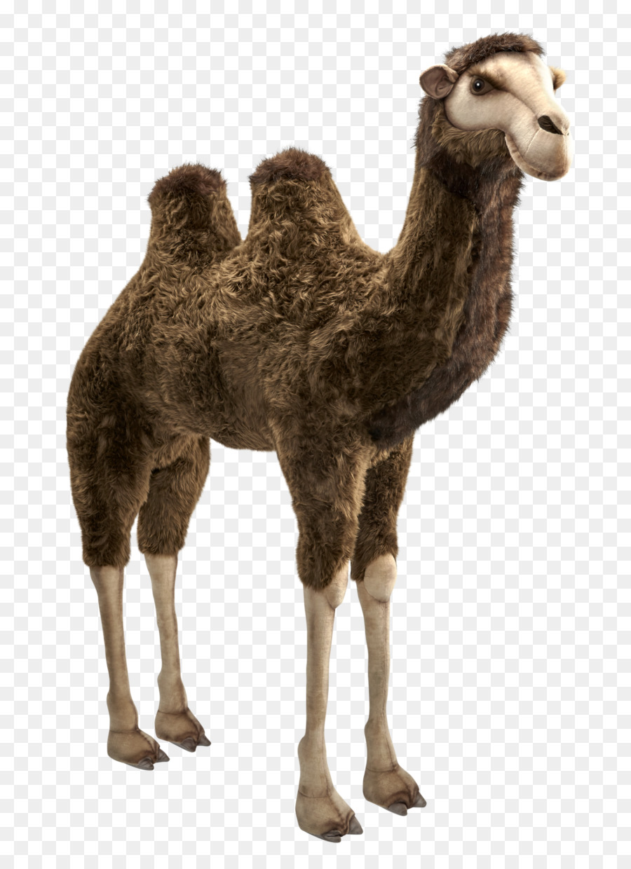 Dromedario，Camello Bactriano PNG
