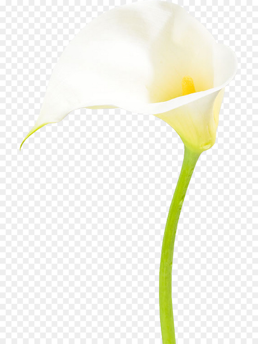 Dibujo，Las Flores Cortadas PNG