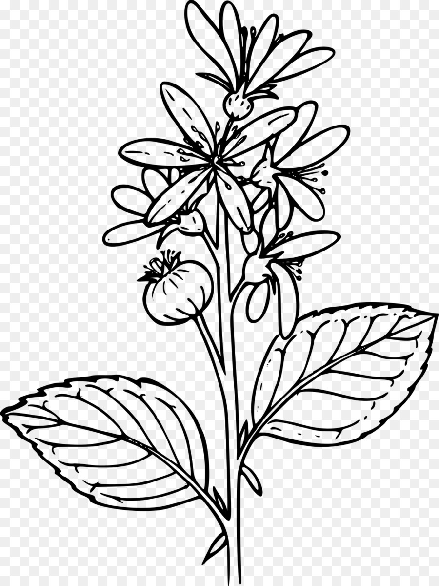 Dibujo，Flores Silvestres PNG