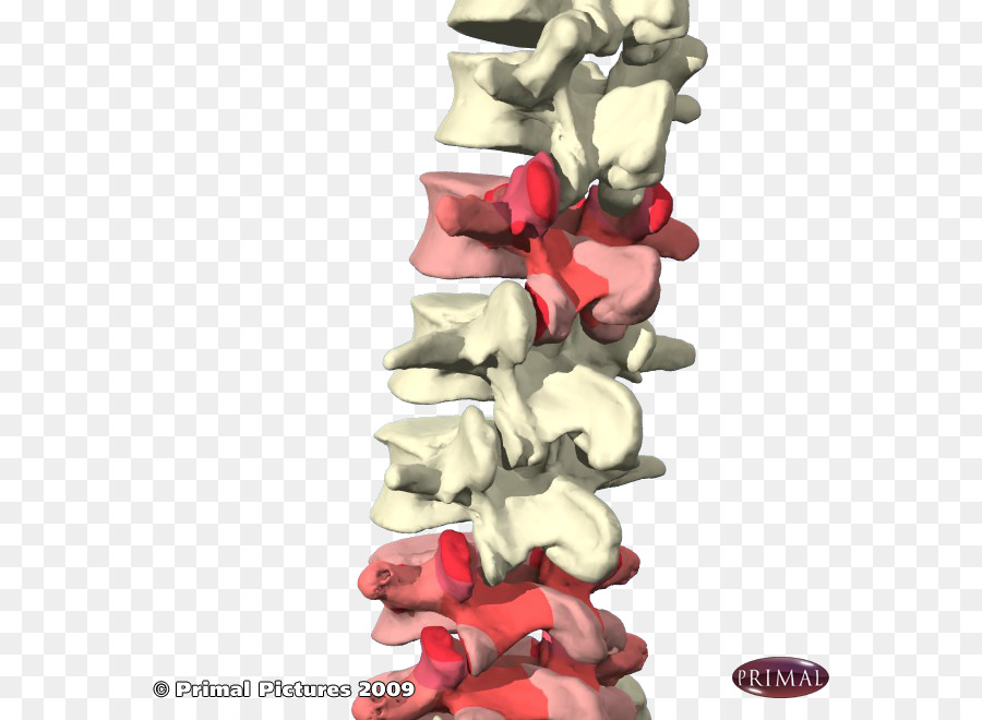 Conjunto，La Articulación Facetaria PNG