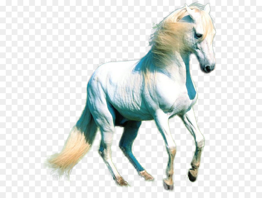 Mustang，Caballo Blanco PNG