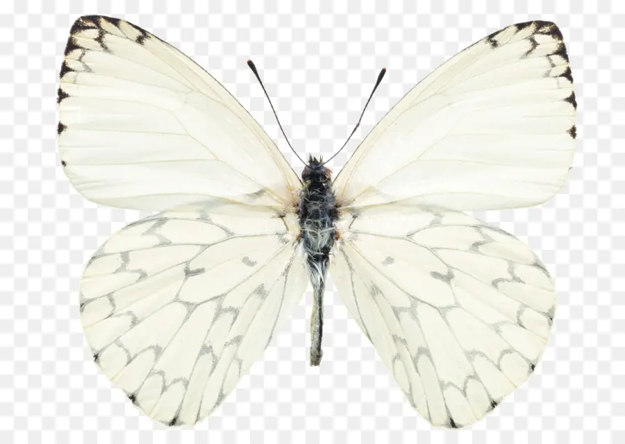 Mariposa，Pieris Rapae PNG