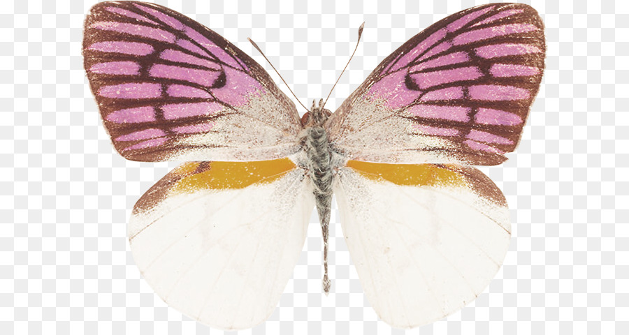 Mariposa Rosa，Insecto PNG