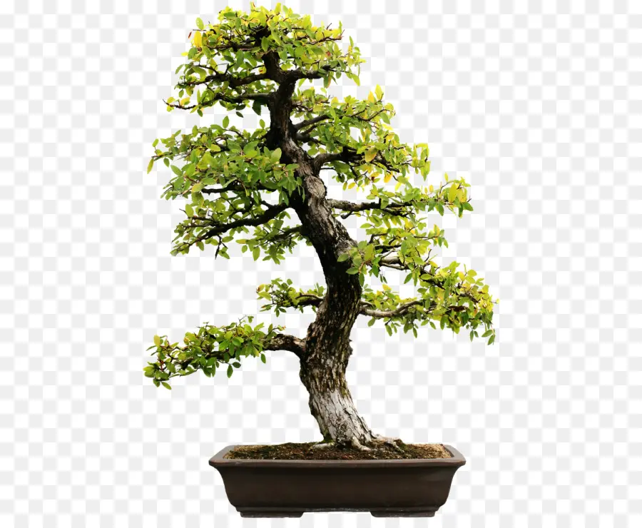 Bonsai，Evergreen PNG