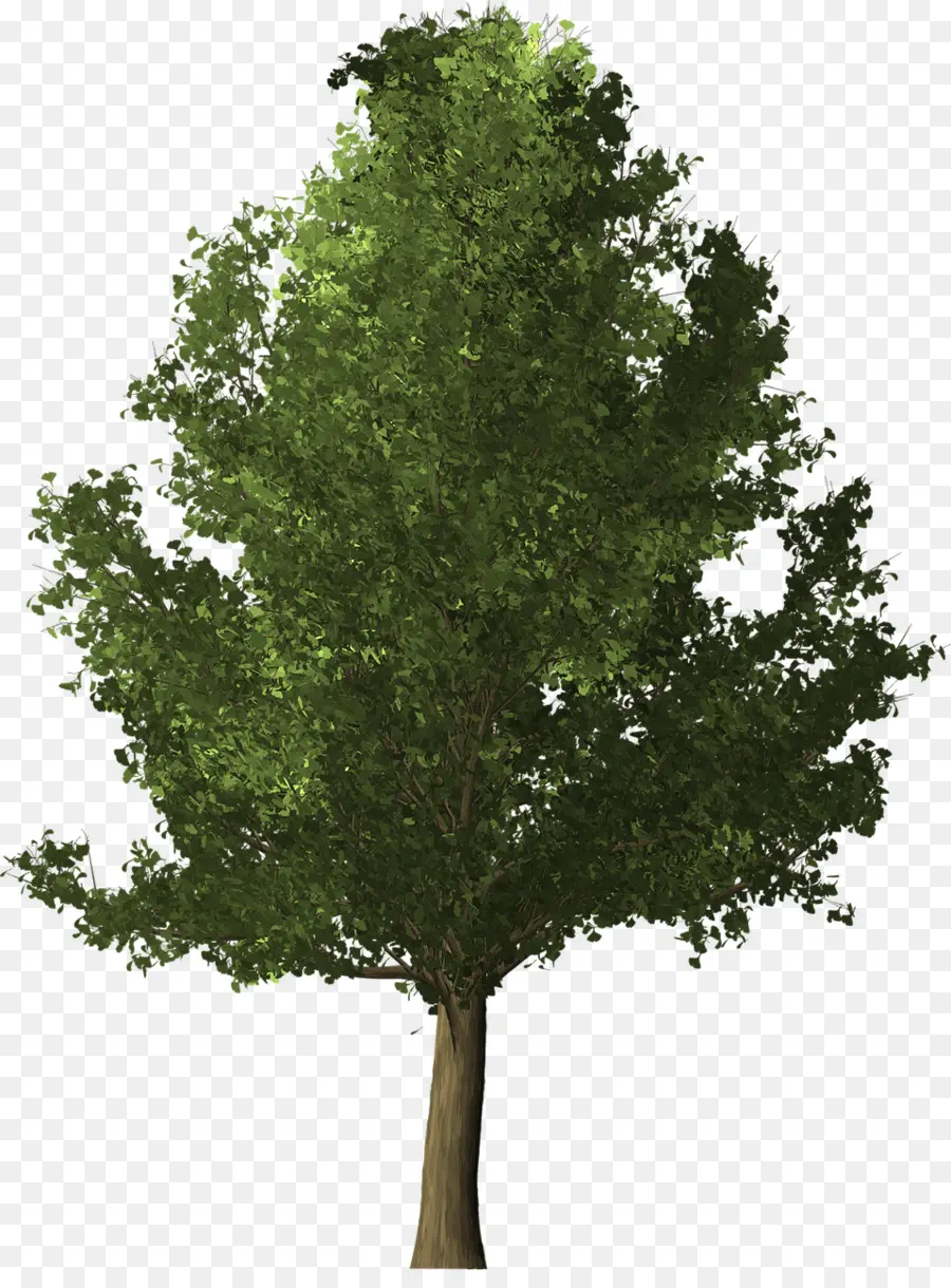 Ginkgo Biloba，árbol PNG