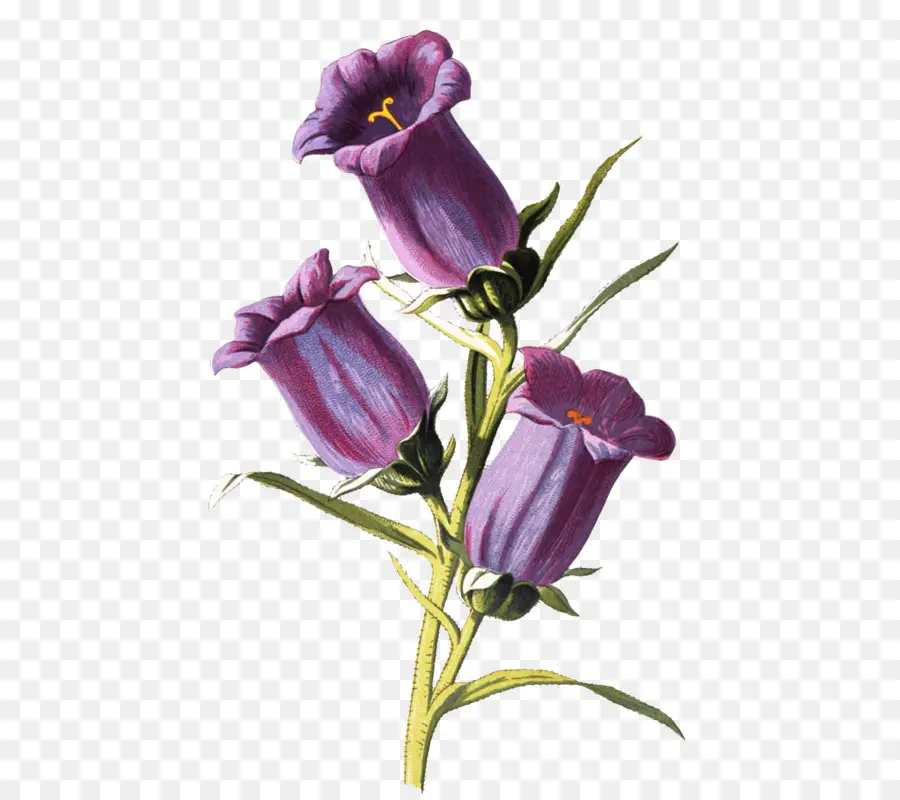 Campanula Medium，La Botánica PNG