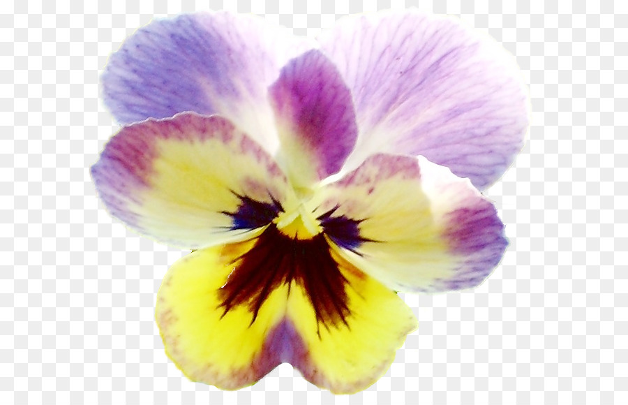 Pansy，Violeta PNG