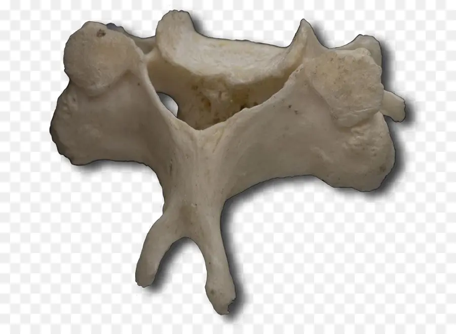 Vértebra，Columna Vertebral PNG