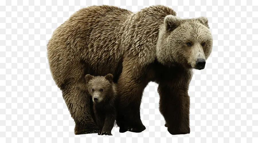 Oso Polar，Grizzly Bear PNG