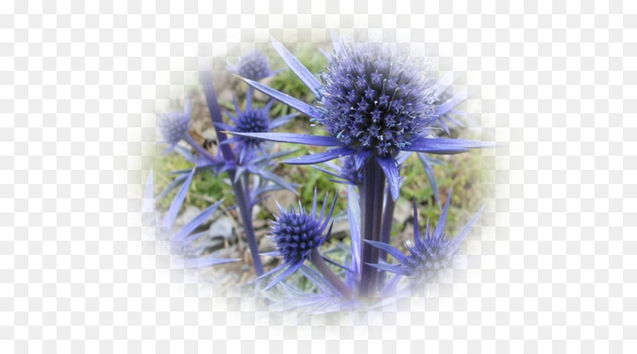 Eryngium Alpinum，Cardo PNG