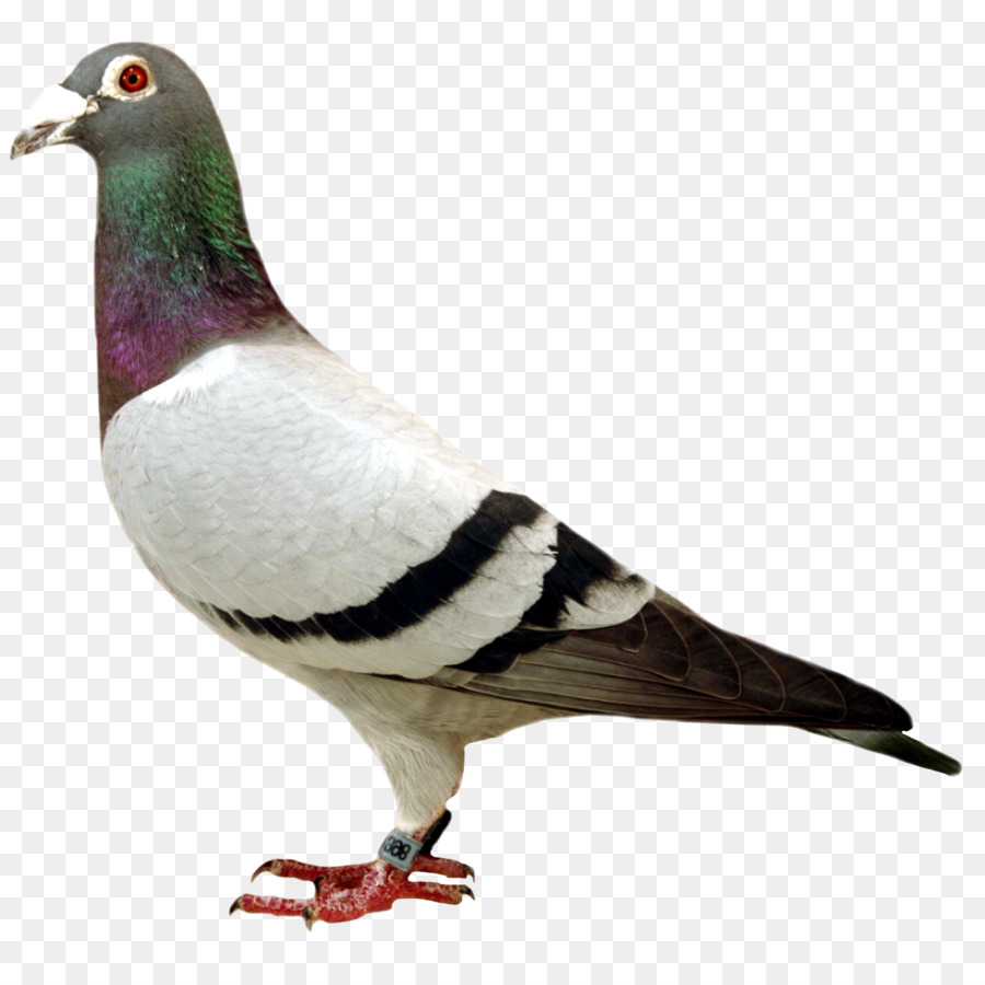 Columbidae，Stock Paloma PNG