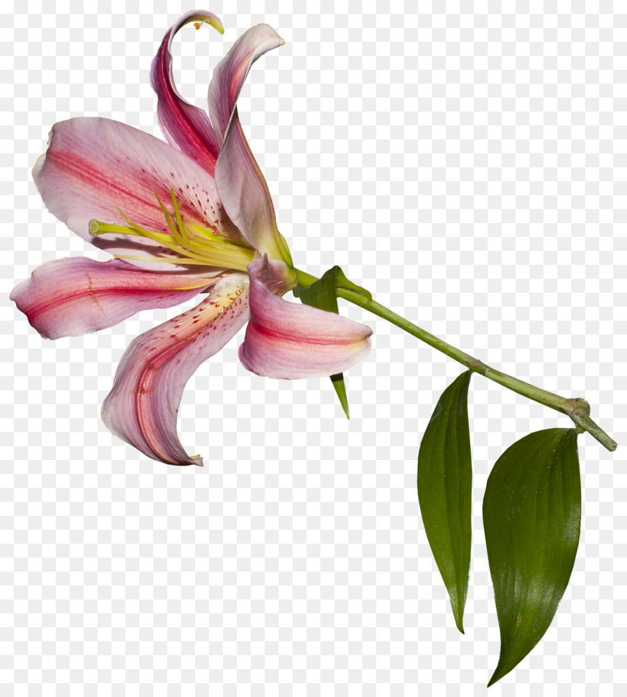 Lilium，Logotipo PNG