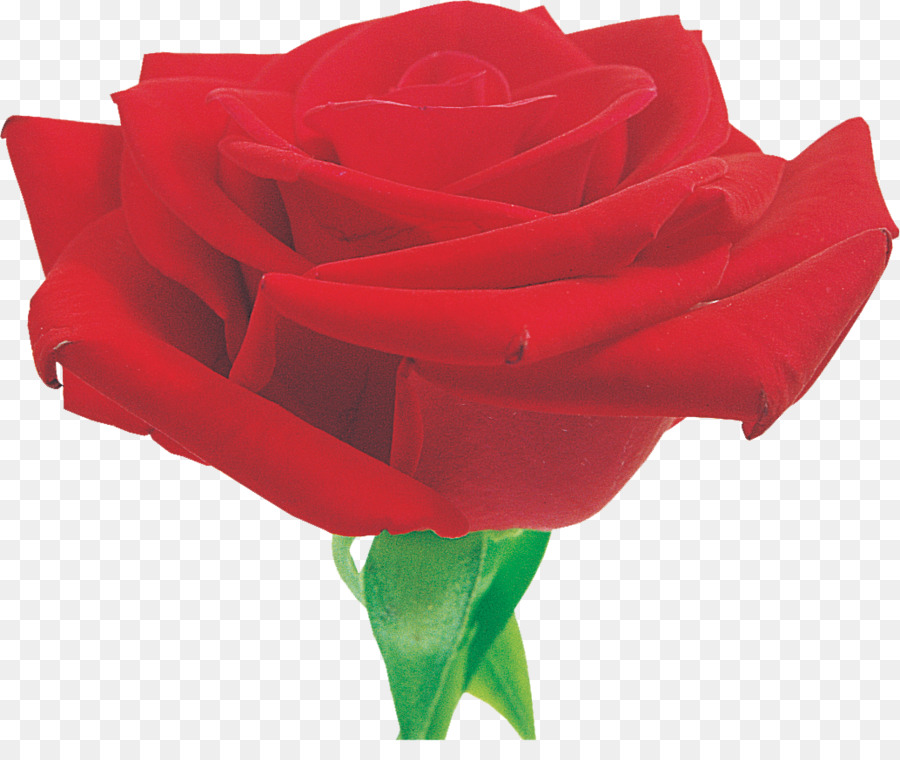 Rosa Roja，Florecer PNG