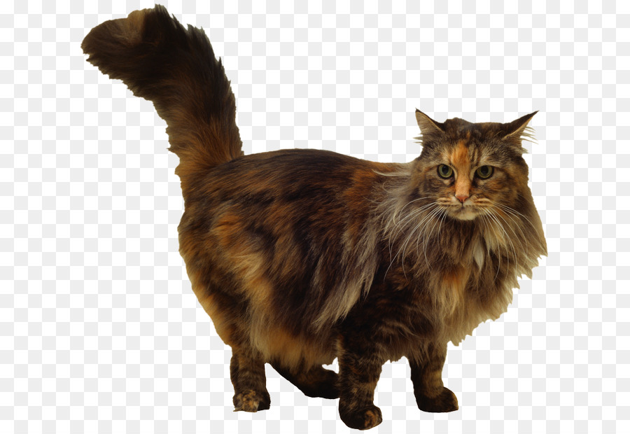 Maine Coon，Bigotes PNG