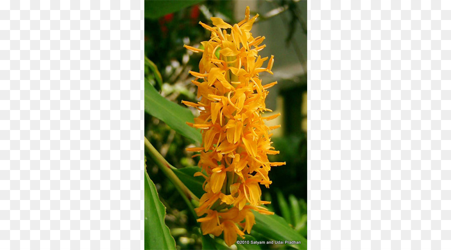 Zingiberaceae，Coronario De Hedychium PNG