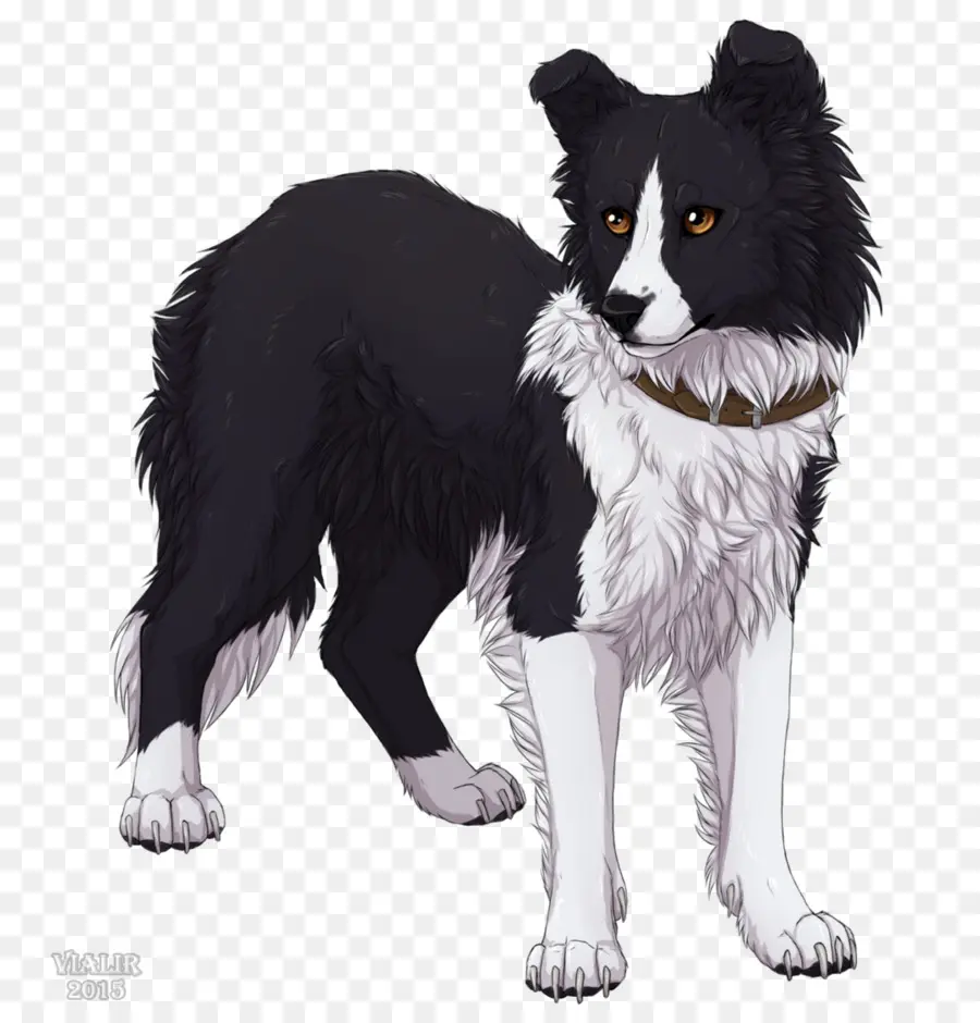 Border Collie，Los Sobrevivientes PNG