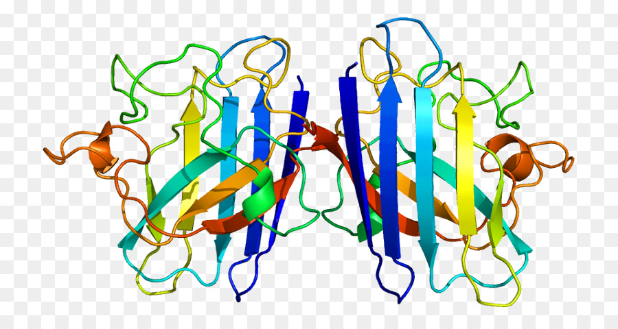 Estructura Proteica，Molécula PNG